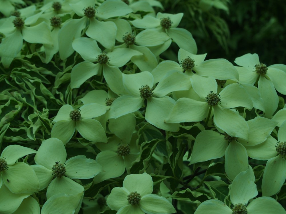 Wolf Eyes Chinese dogwood in late May