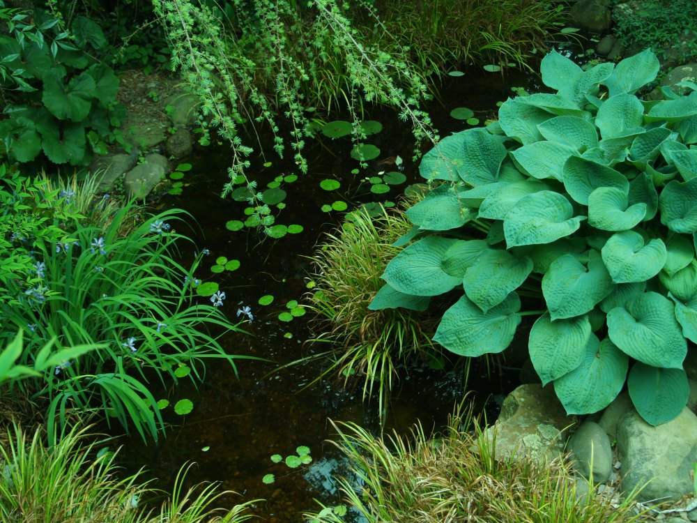 Pond with iris and hosta
