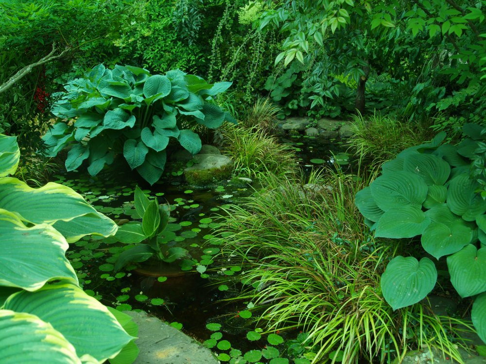 Pond with hosta and acorus
