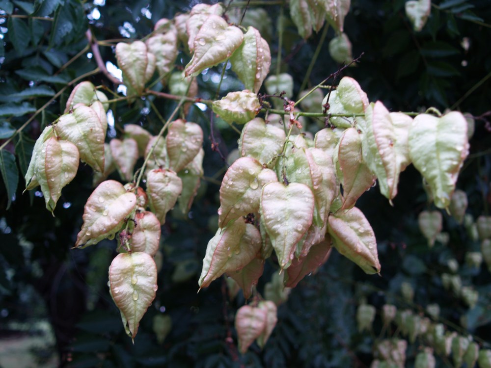 Golden Raintree seed pods