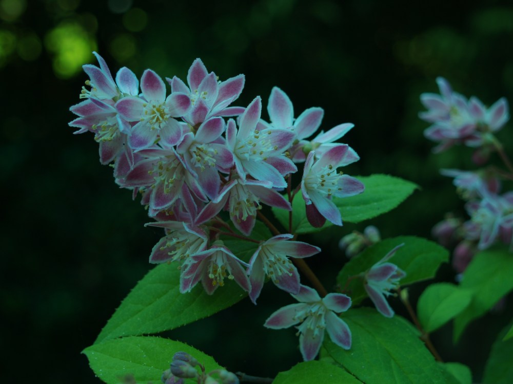 Deutzia Magician in early June