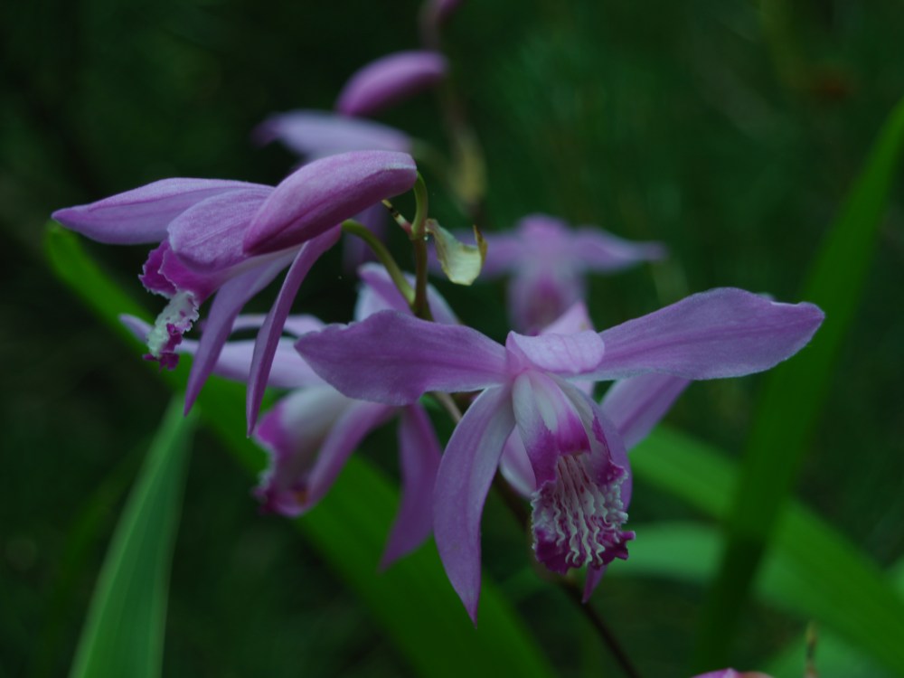 Ground orchid in early June