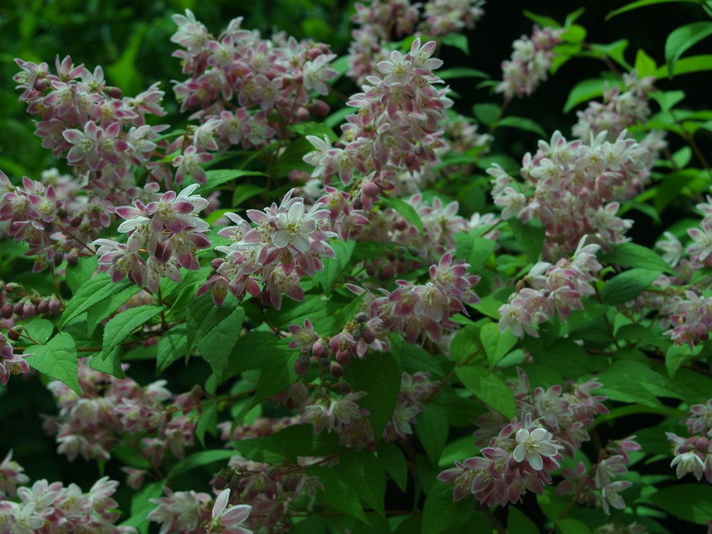 Deutzia Magician 
