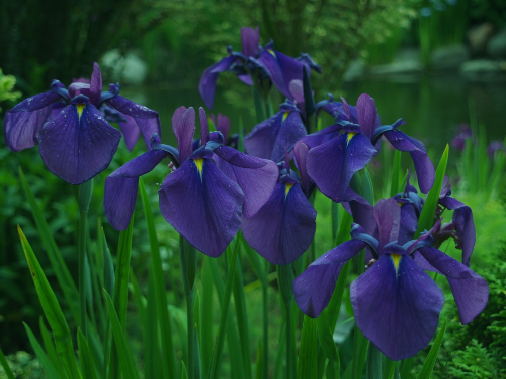 Seedling iris