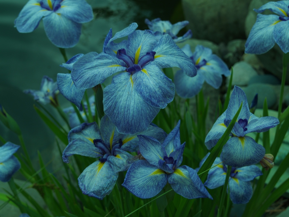 Japanese iris in early June