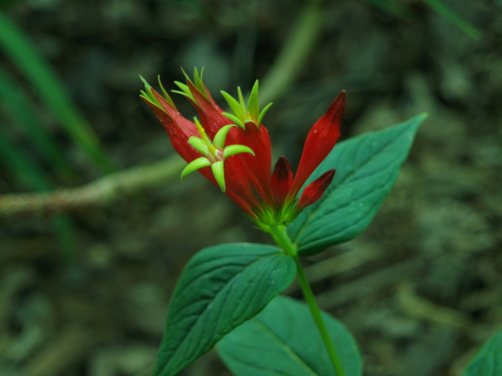 Spigelia