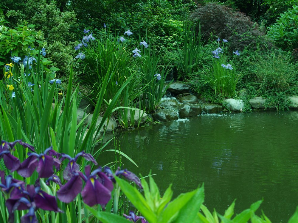 Japanese iris along the pond's edge
