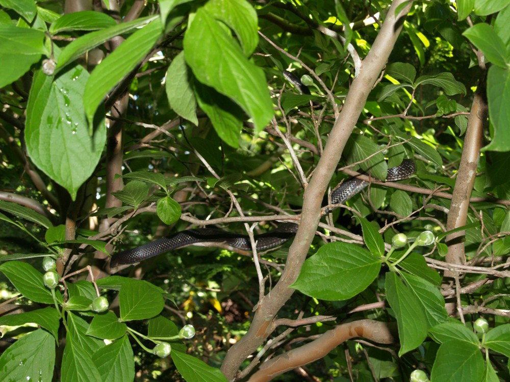 Snake in the stewartia
