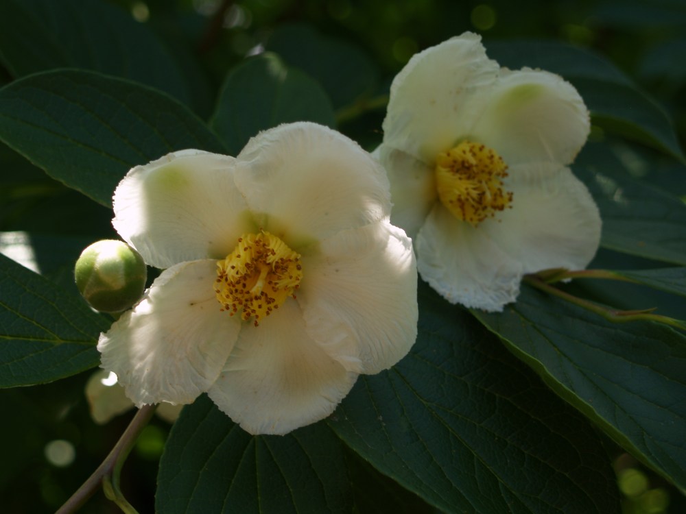 Stewartia flowering in mid June