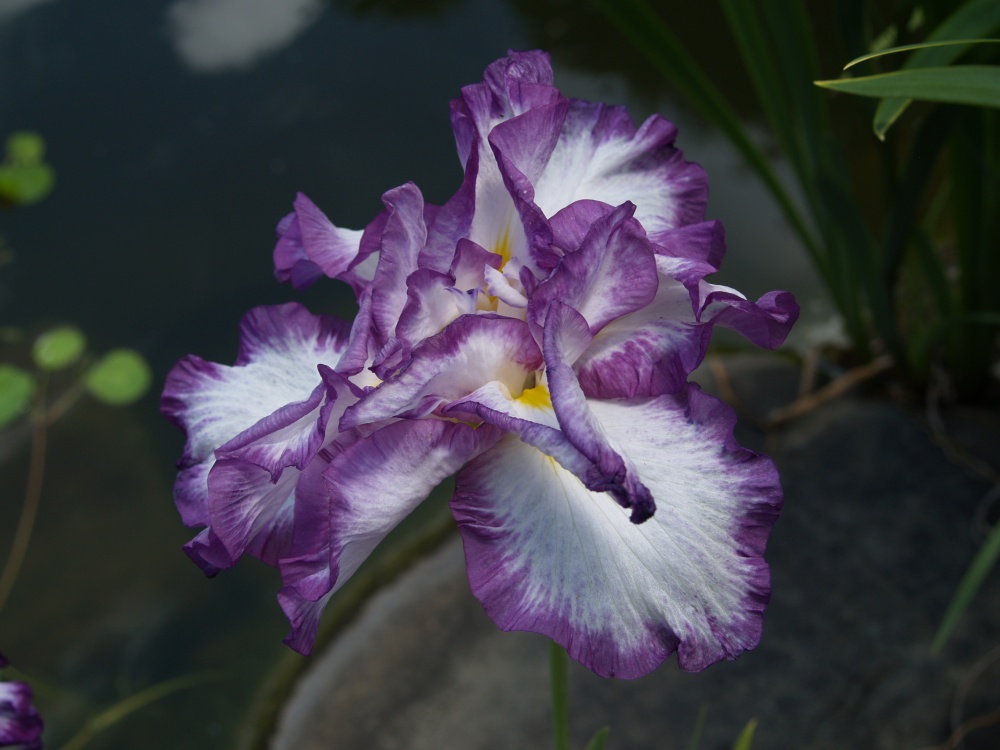 Lion King Japanese iris