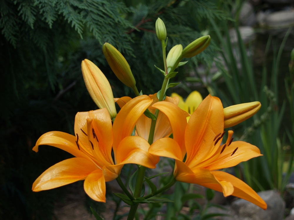 Asiatic lily in late June