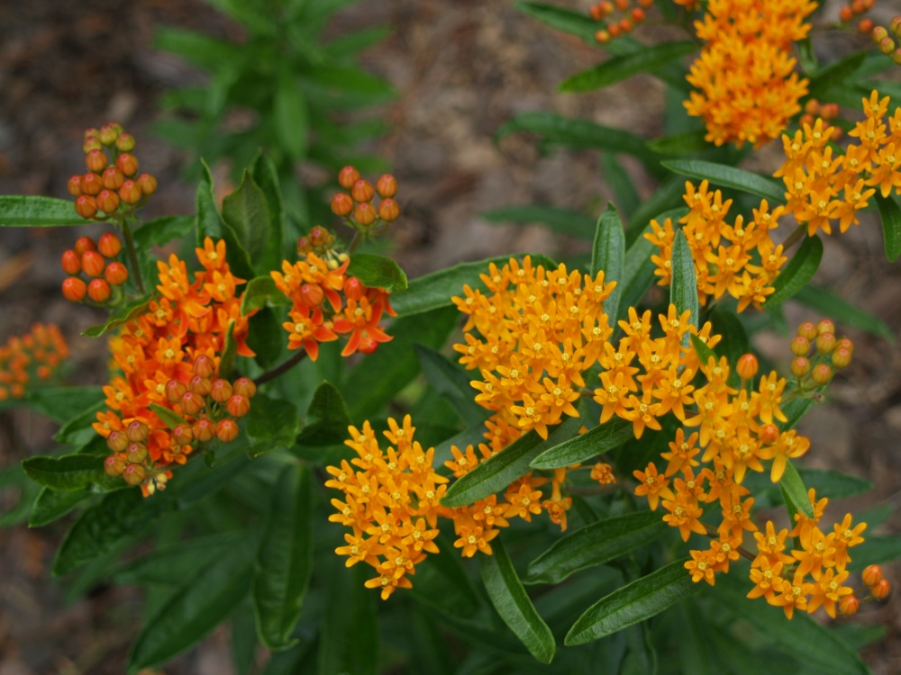 Butterfly weed in late June