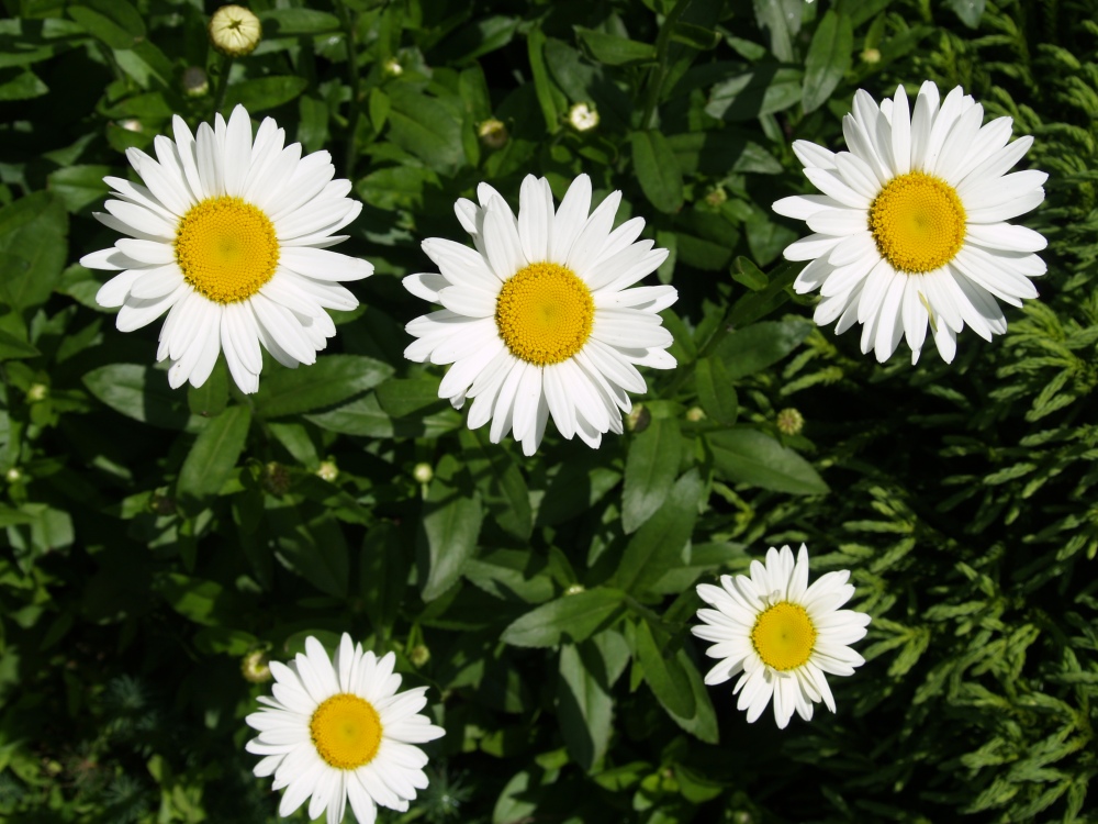 Becky Shasta daisy in late June