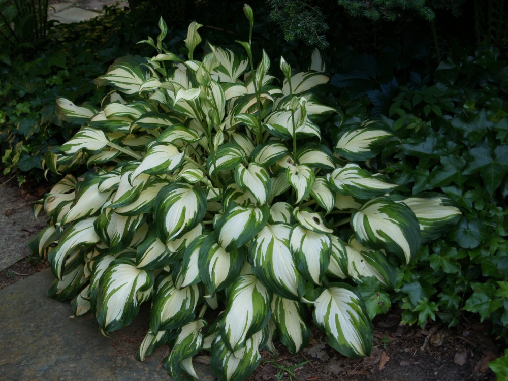 The mostly forgotten variety Medio-variegata hosta is still going strong after twenty years
