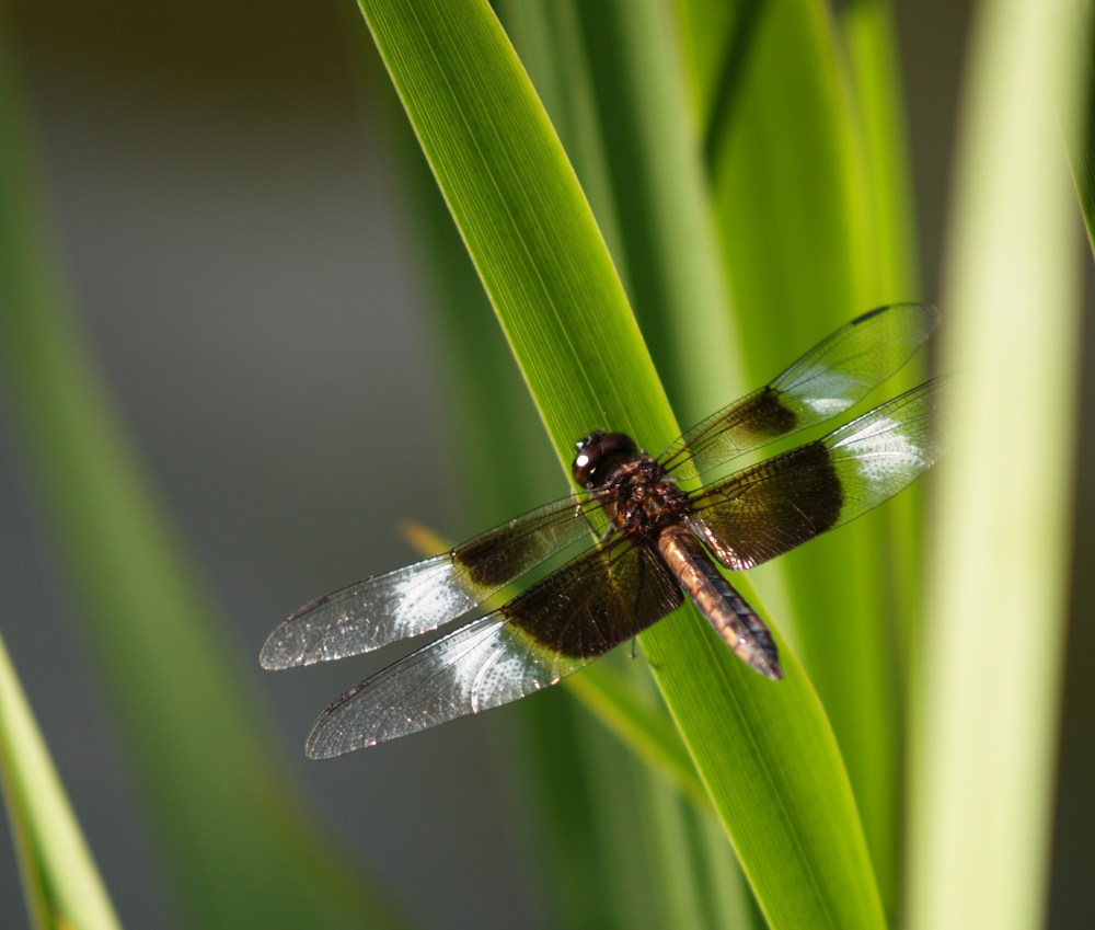 Dragonfly