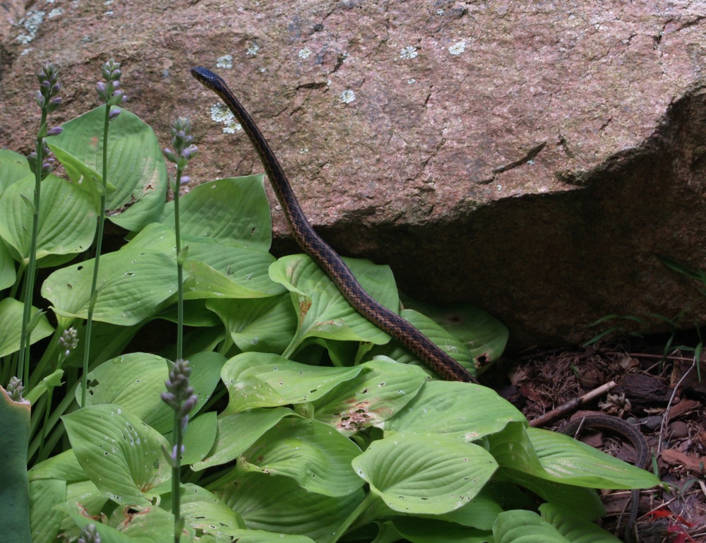Snake by the front pond