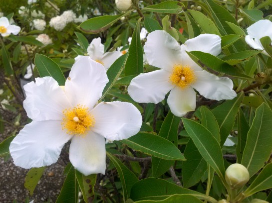 Gordlinia in bloom in mid July