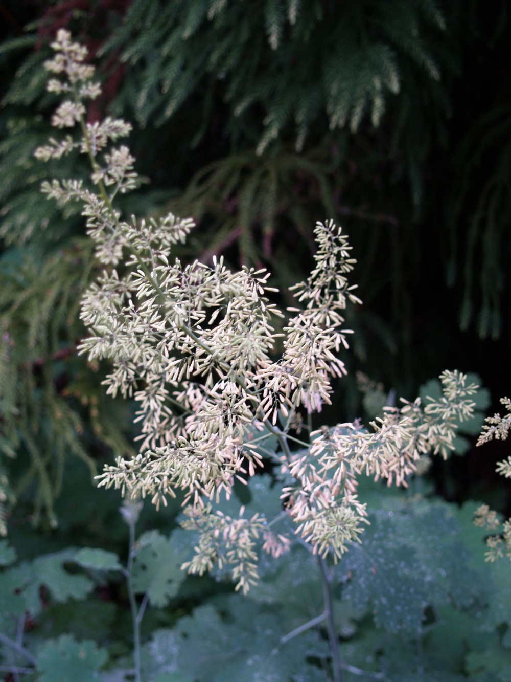 Plume poppy in early July