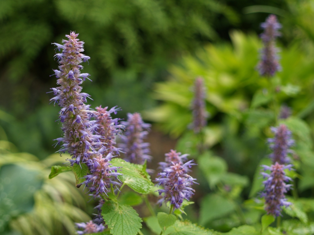 Blue Fortune agastache in July