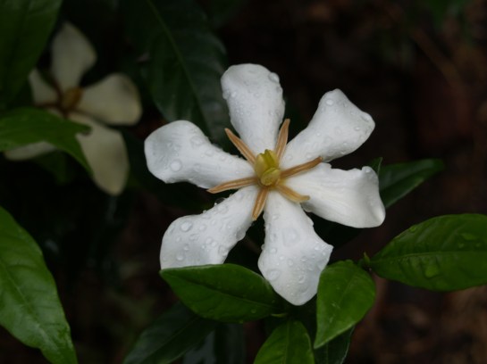 Shooting Star gardenia in early July
