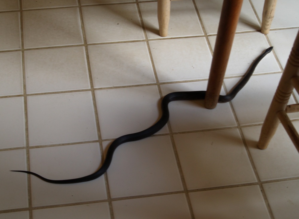 Black snake slithers across the kitchen floor.