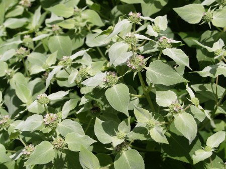 Mountain mint in early July
