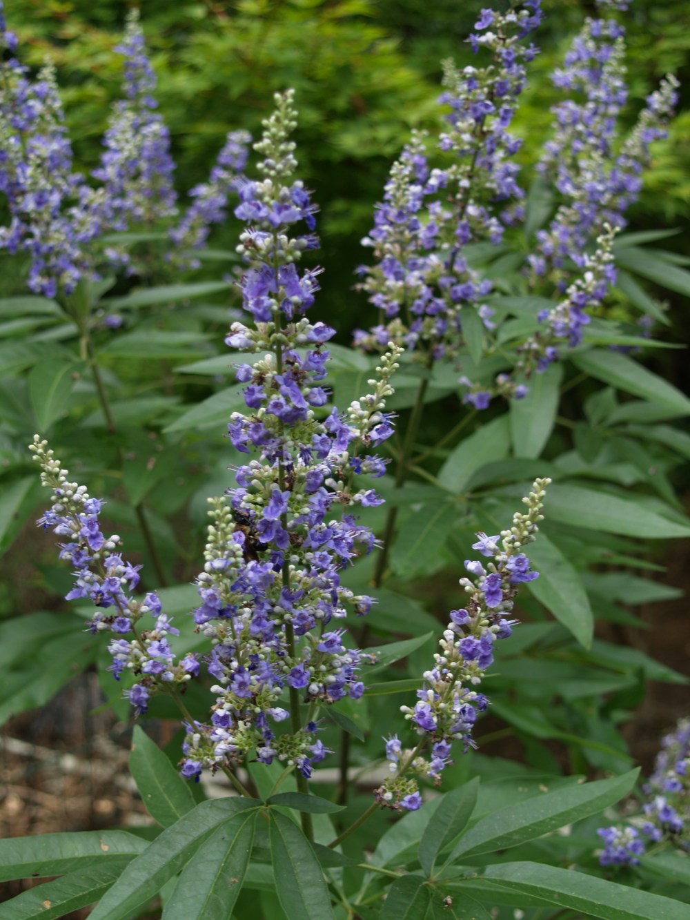 Chaste tree in late July