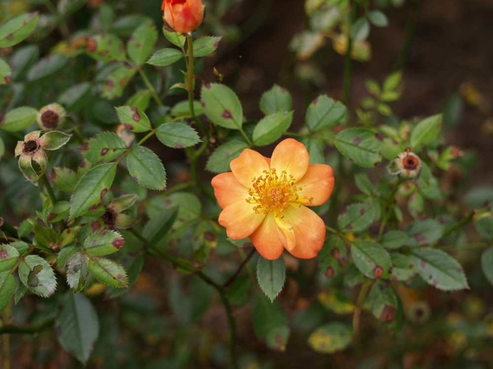 Oso Easy Paprika rose in late July