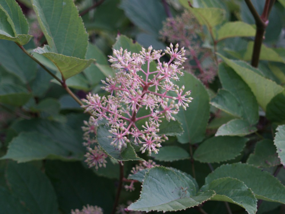 Aralia cordata in July