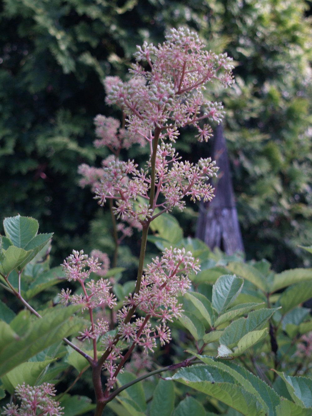 Aralia cordata