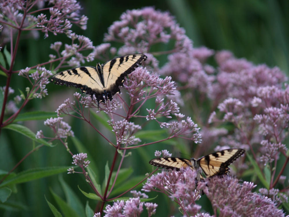 Tiger swallowtails on Joe Pye weed