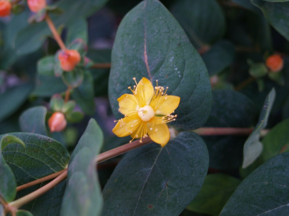 Pumpkin hypericum flower