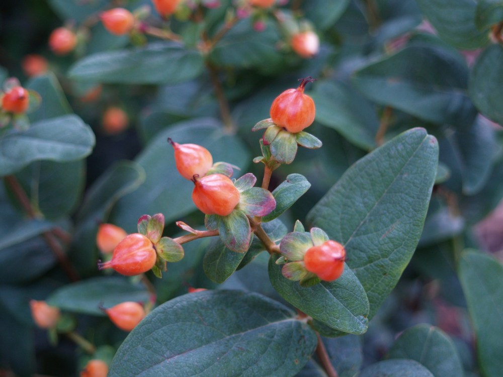 Berries of Pumpkin hypericum