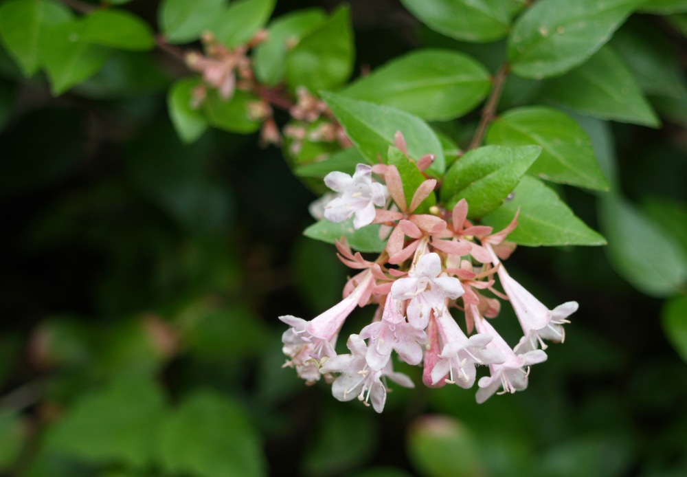 Canyon Creek abelia in August