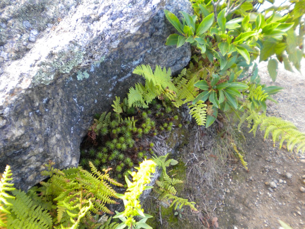 Fern and Mt. Laurel in rock crevice