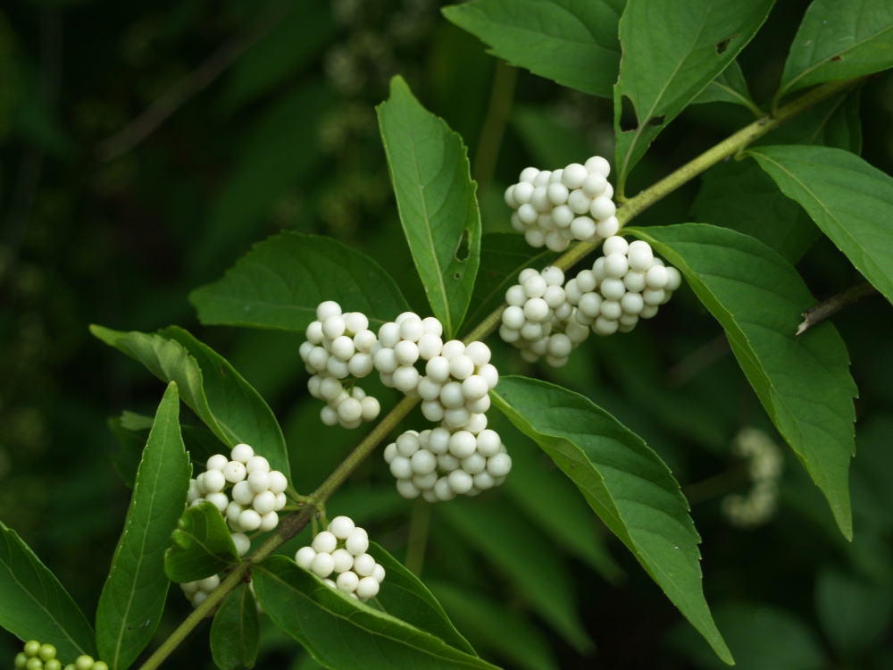White beautyberry in September