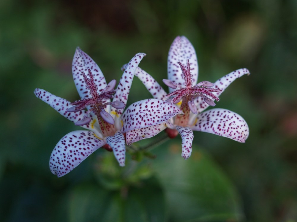 Toad lily in late September