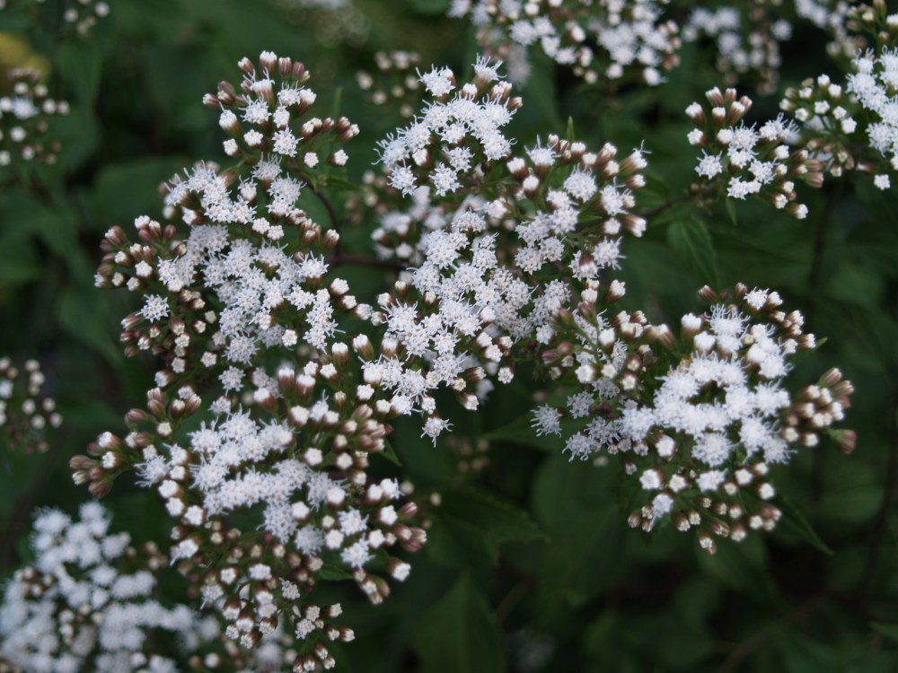 Seedling of Chocolate Joe Pye weed