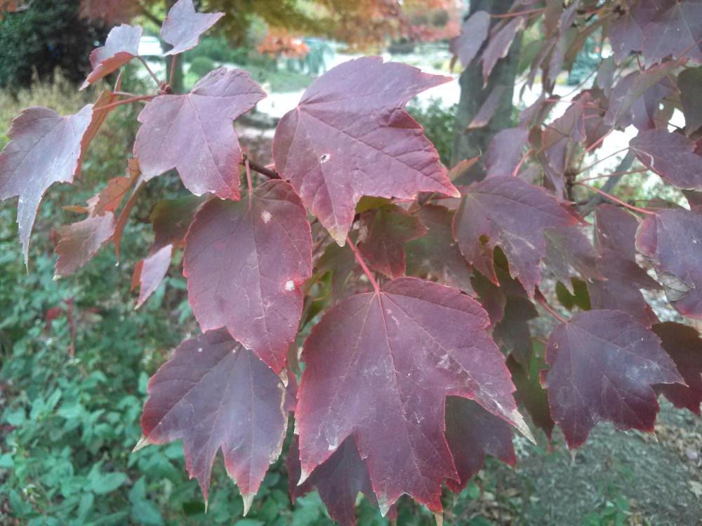 Red Sunset maple autumn foliage