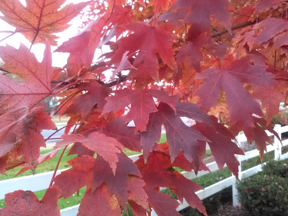 Autumn Blaze maple autumn foliage