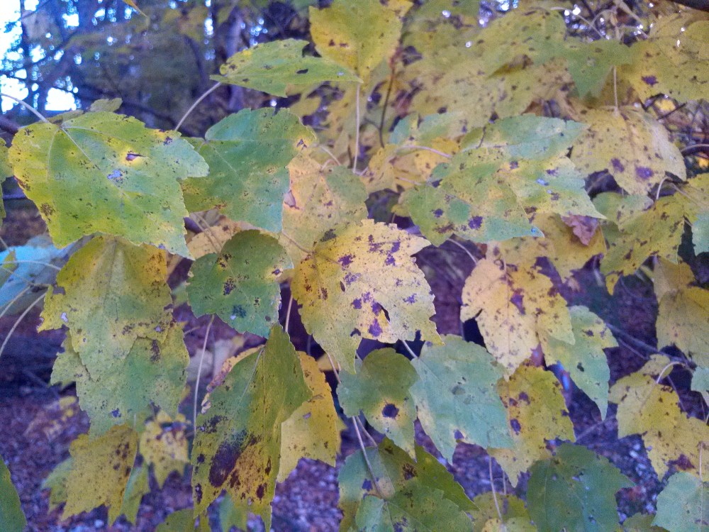 Native swamp maple autumn foliage