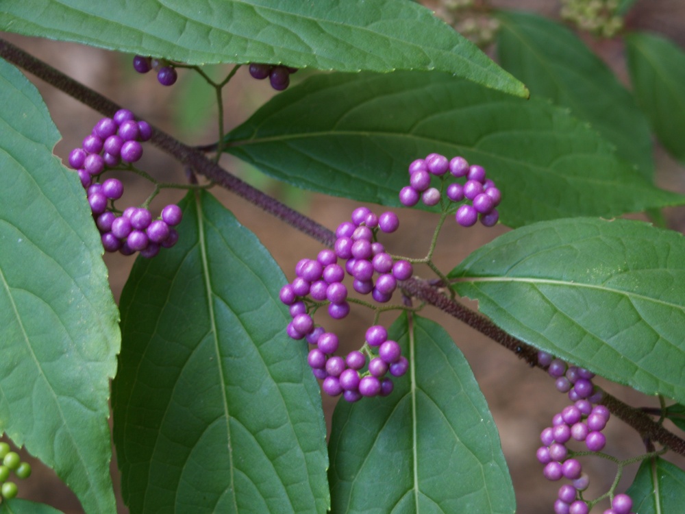 Beautyberries are smei woody. I often cut shrubs back by two-thirds or more.