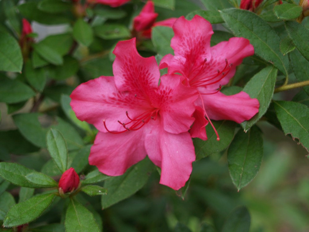 Autumn Encore Sundance azaleas in early October
