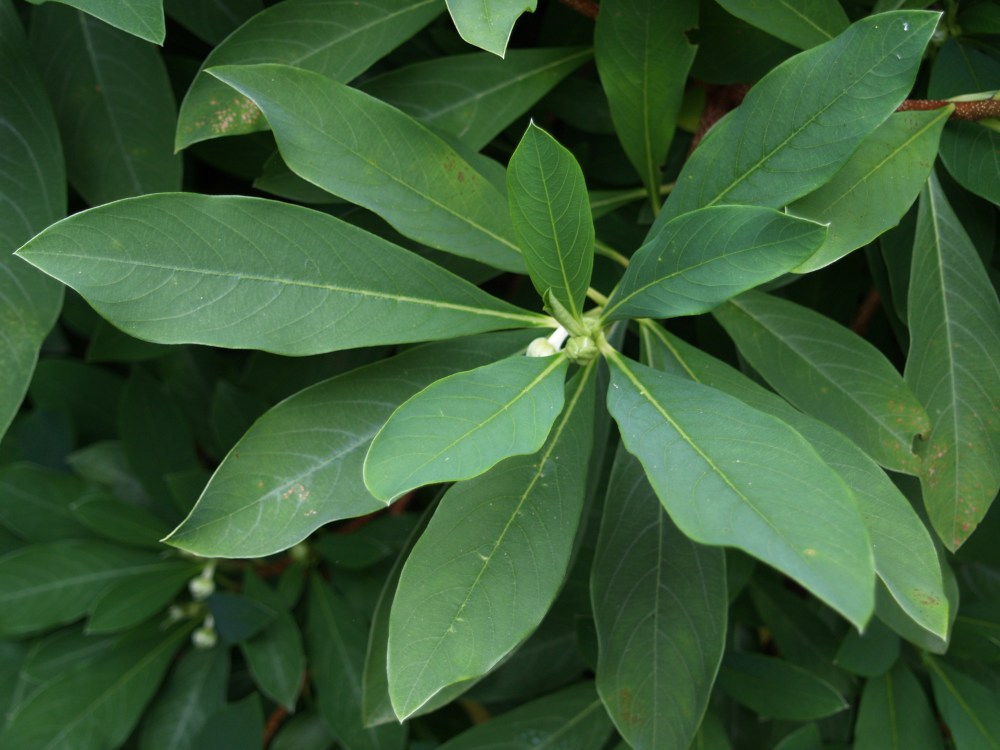 Paperbush foliage and flower buds