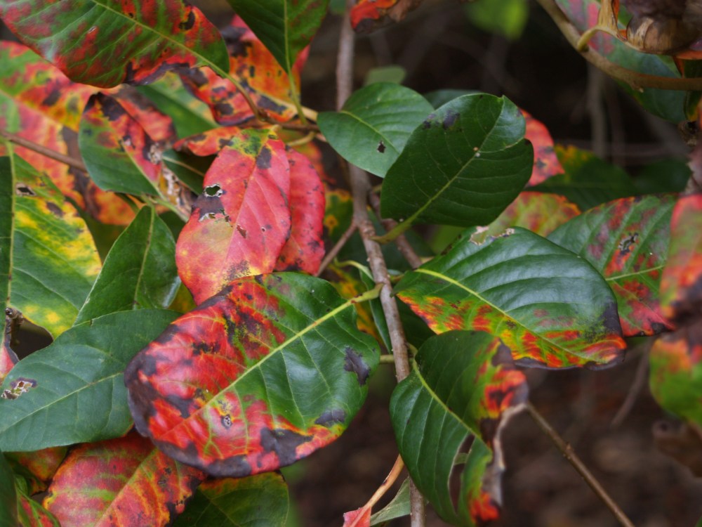 Blackgum in October
