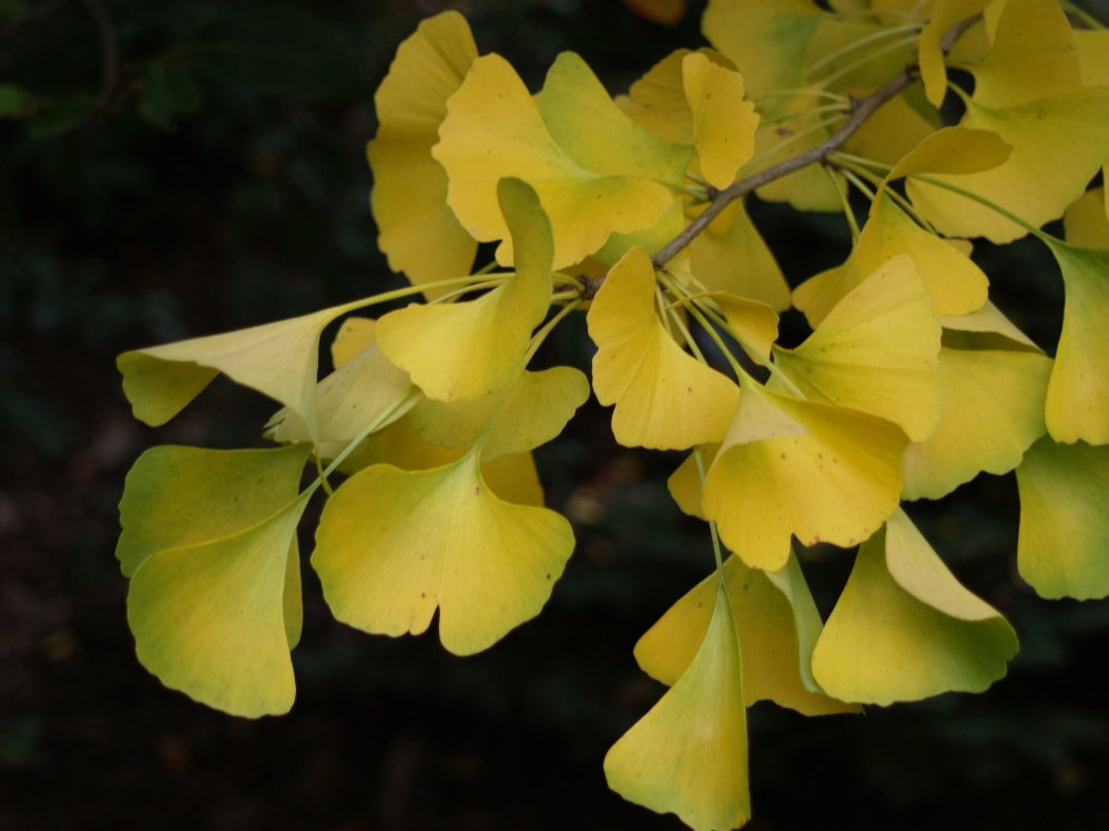 Gingko in October
