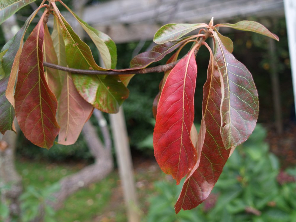 Franklinia in October