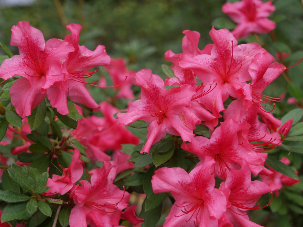 Autumn Sundance Encore azalea in late October