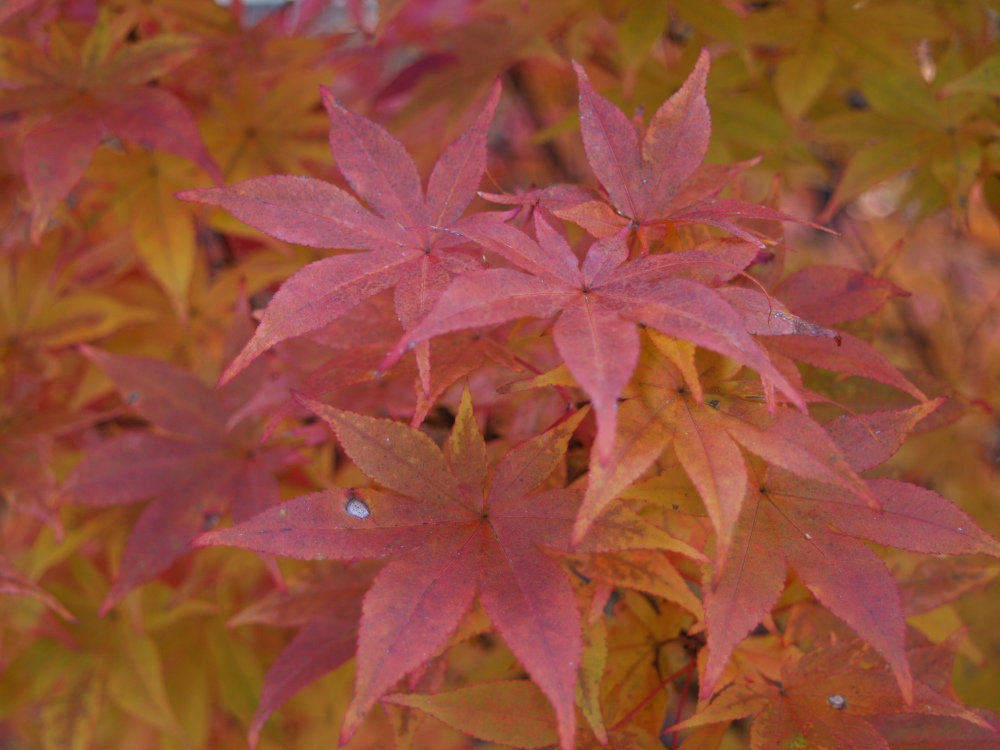 Japanese maple in early November