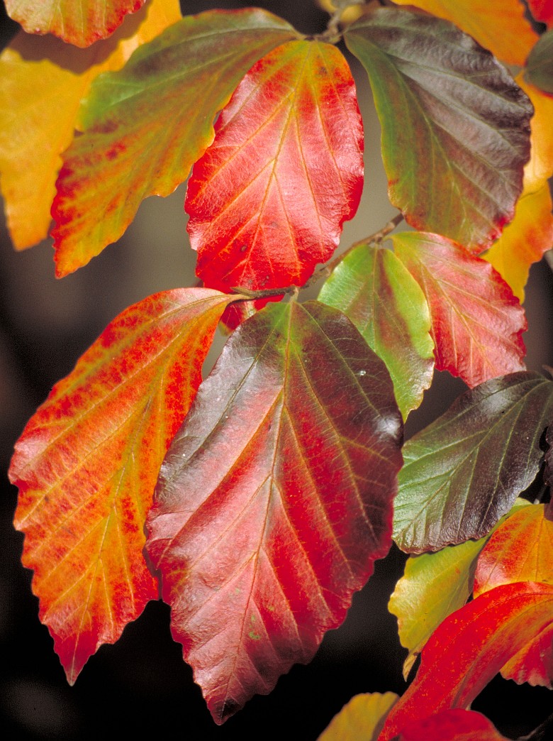 Parrotia in October